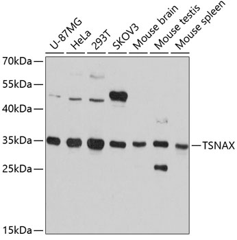 Western blot analysis of extracts of various cell lines, using TSNAX antibody  at 1:3000 dilution