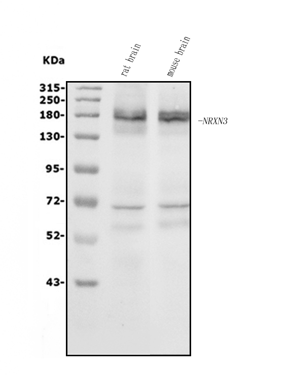 a05791 1 nrxn3 primary antibodies wb testing 1