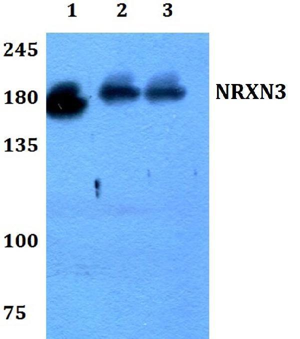 Western blot (WB) analysis of NRXN3 polyclonal antibody at 1:500 dilution
Lane1:Hela whole cell lysate 
Lane2:Raw264