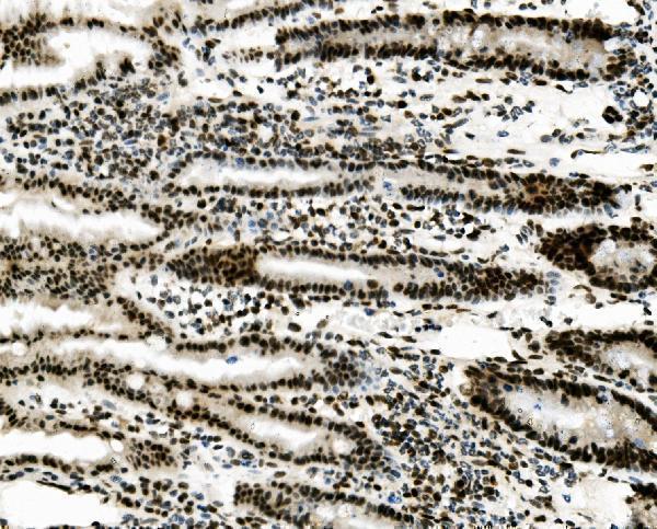 a05794 sorbs3 primary antibodies ihc testing 4