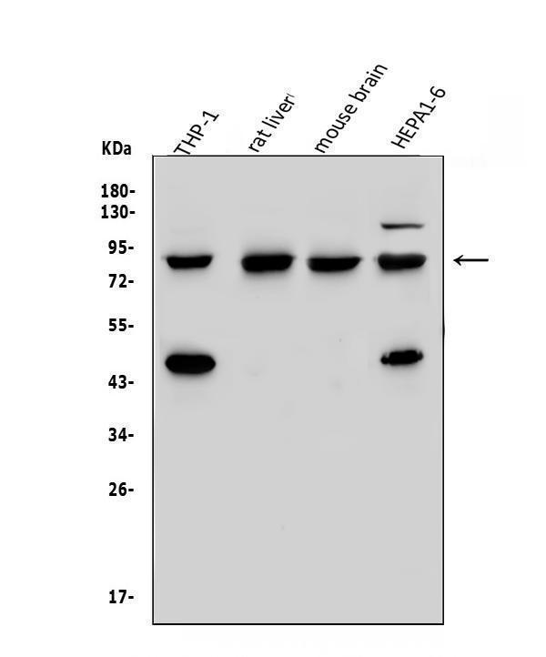 a05794 sorbs3 primary antibodies wb testing 1