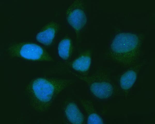  IF analysis of USP16 using anti-USP16 antibody (A05795-2)