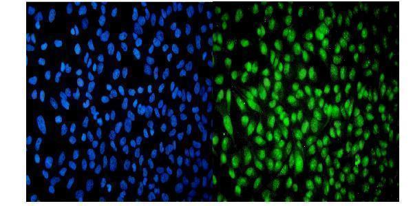 a05795 usp16 primary antibodies if testing 4
