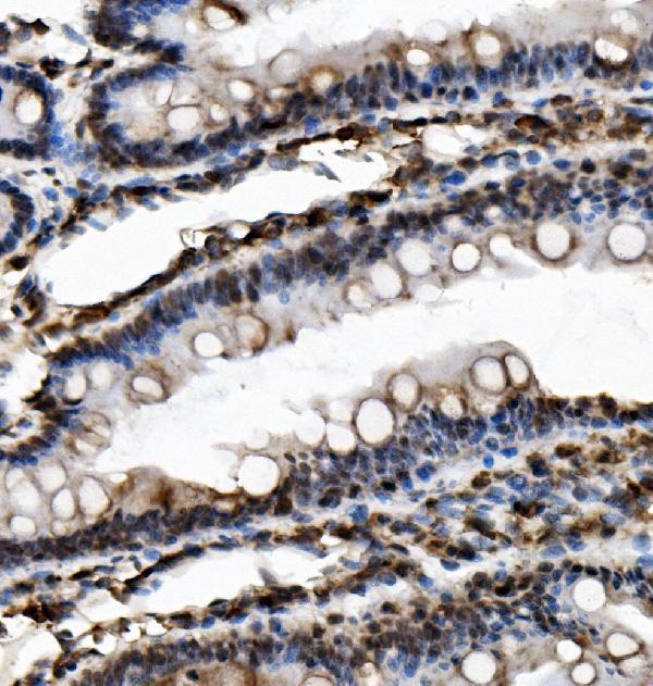 a05795 usp16 primary antibodies ihc testing 3