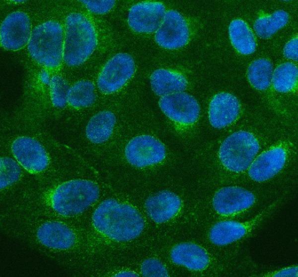 a05796 3 clta primary antibodies if testing 5