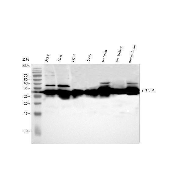 Western blot analysis of CLTA using anti-CLTA antibody (A05796-3)