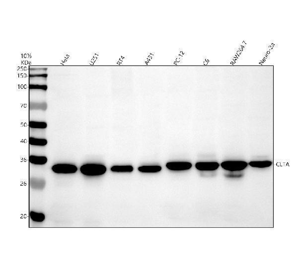 a05796 3 clta primary antibodies wb testing 1_1