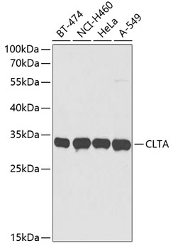 Western blot analysis of extracts of various cell lines, using CLTA antibody  at 1:3000 dilution