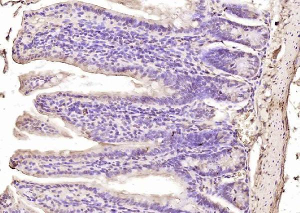 Paraformaldehyde-fixed, paraffin embedded (mouse intestine); Antigen retrieval by boiling in sodium citrate buffer (pH6