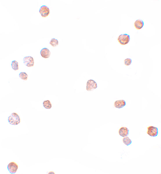 a05798 1 cdc23 primary antibodies icc testing 2