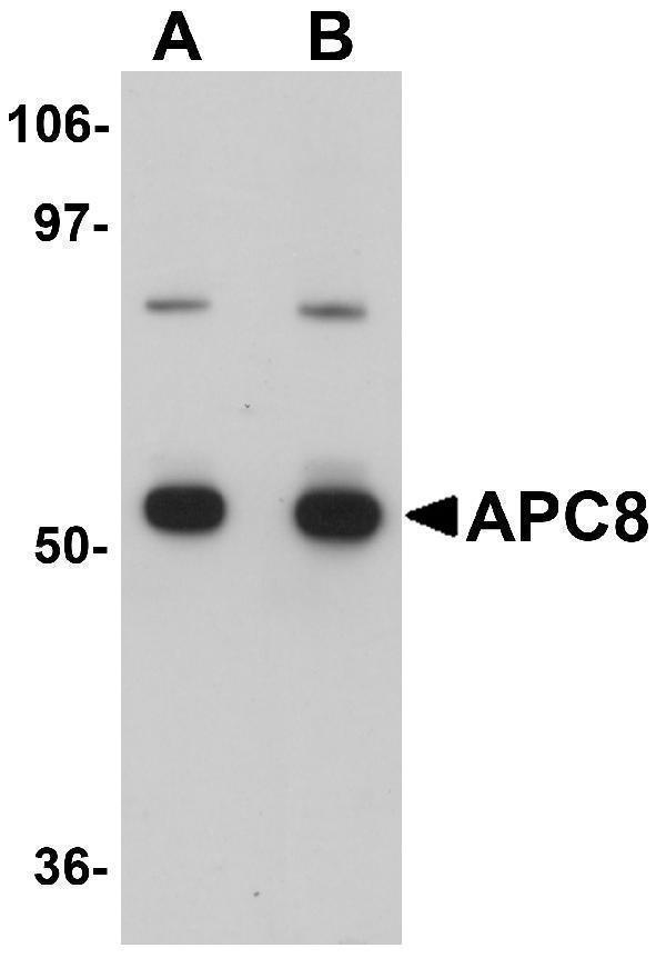 a05798 1 cdc23 primary antibodies wb testing 1