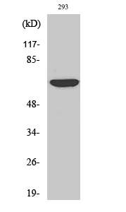 a05798 cdc23 primary antibodies wb testing 1