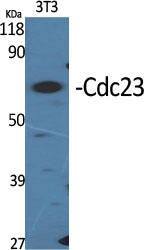 a05798 cdc23 primary antibodies wb testing 2