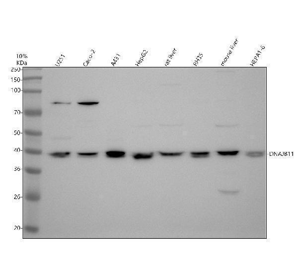 Western blot analysis of DNAJB11 using anti-DNAJB11 antibody (A05802-1)