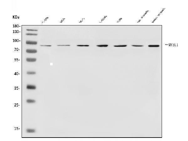 a05803 2 mybl1 primary antibodies wb testing 1