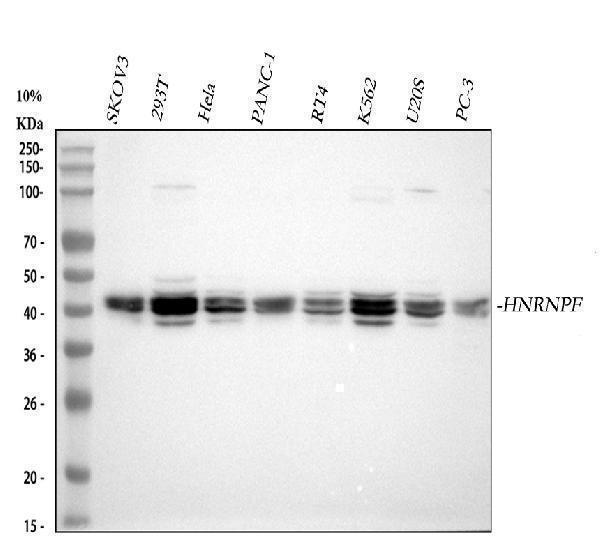 a05806 hnrnpf primary antibodies wb testing 1
