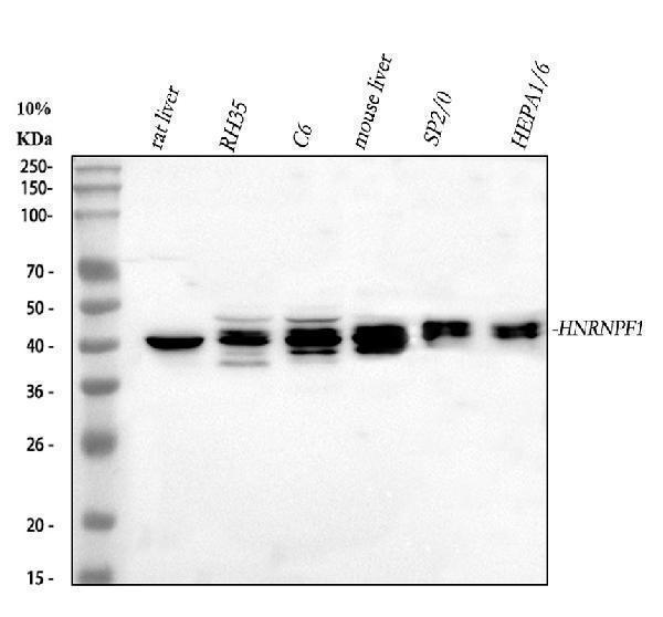 a05806 hnrnpf primary antibodies wb testing 2