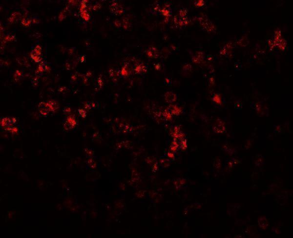a05807 mkrn3 primary antibodies if testing 2