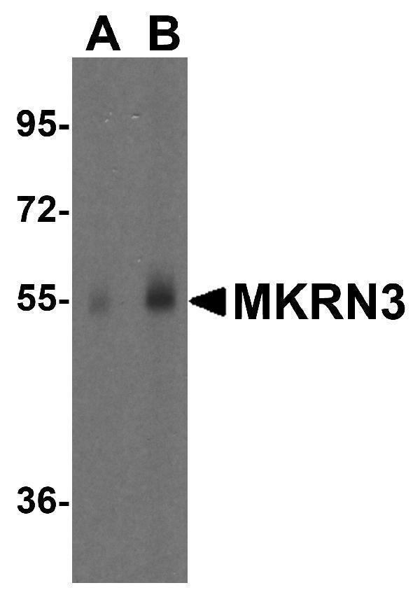 a05807 mkrn3 primary antibodies wb testing 1