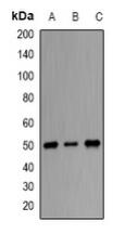a05810 orc4 primary antiboties wb testing 1