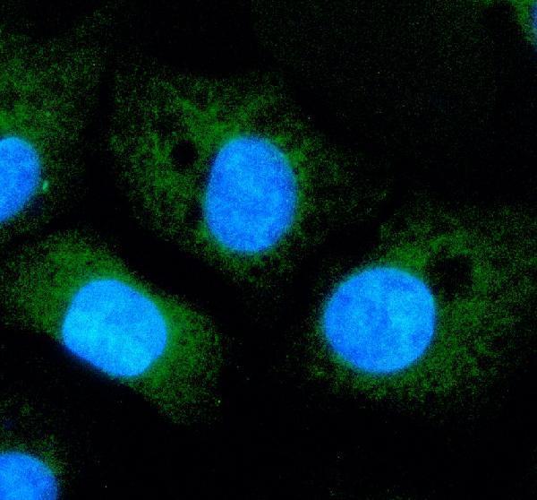 a05811 2 tigar primary antibodies if testing 1