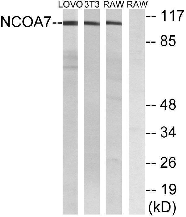Western blot analysis of lysates from LOVO, NIH/3T3, and RAW264