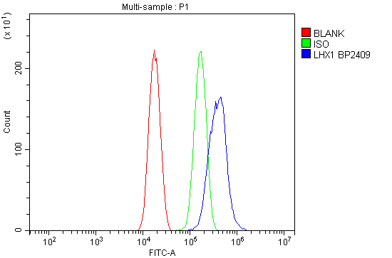 a05816 1 lhx1 primary antibodies fc testing 3