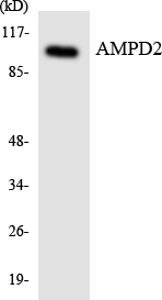 Western blot analysis of the lysates from HeLa cells using AMPD2 antibody