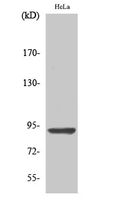 Western Blot analysis of various cells using AMPD2 Polyclonal Antibody