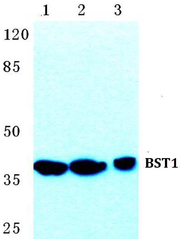 Western blot (WB) analysis of BST1 polyclonal antibody at 1:500 dilution
Lane1:Hela cell lysate
Lane2:Raw264