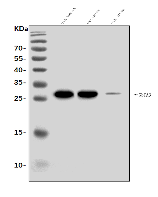 a05829 3 gsta3 primary antibodies wb testing 1