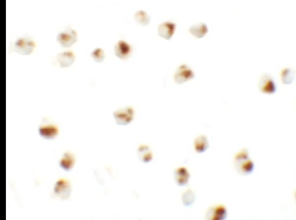 Immunocytochemistry of SLAMF3 in 293 cells with SLAMF3 antibody at 10 μg/mL