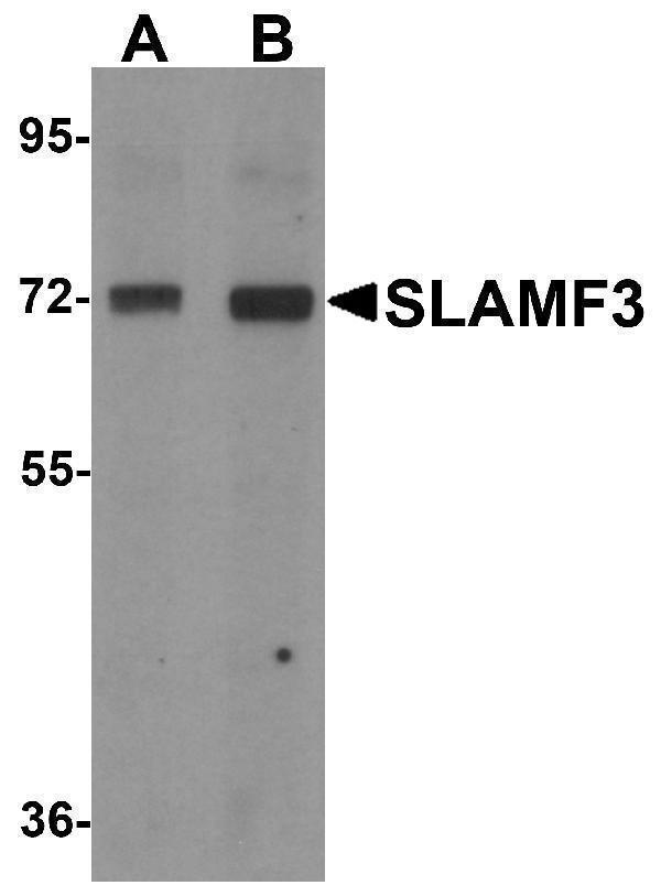 Western blot analysis of SLAMF3 in 293 cell lysate with SLAMF3 antibody at (A) 1 and (B) 2 μg/mL