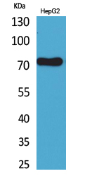 Western Blot analysis of HepG2 cells using CD229 Polyclonal Antibody