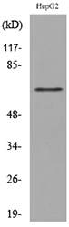 Western blot analysis of lysate from HepG2 cells, using LY9 Antibody