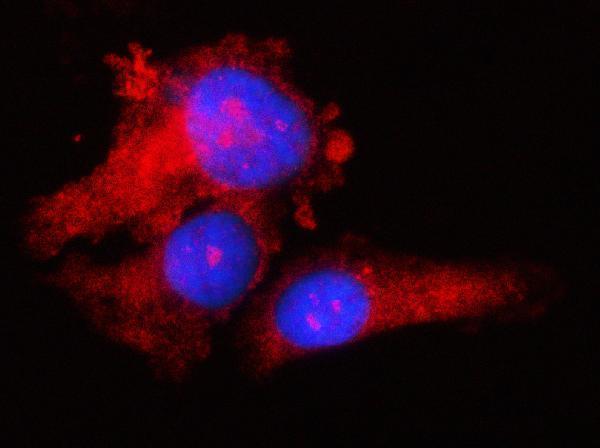  IF analysis of RPS17 using anti-RPS17 antibody (A05831-1)