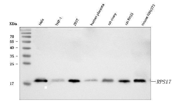  Western blot analysis of RPS17 using anti-RPS17 antibody (A05831-1)