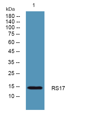 Western blot analysis of lysates from Jurkat cells, primary antibody was diluted at 1:1000, 4°over night