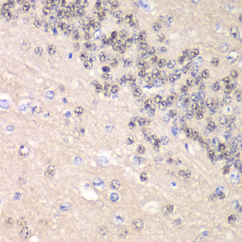 Immunohistochemistry of paraffin-embedded rat brain using Cyclin C antibody  at dilution of 1:100 