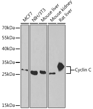 Western blot analysis of extracts of various cell lines, using Cyclin C antibody  at 1:1000 dilution