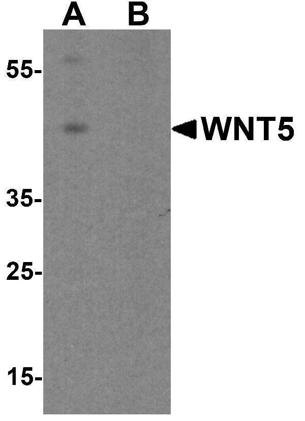 a05836 wnt5b primary antibodies wb testing 1