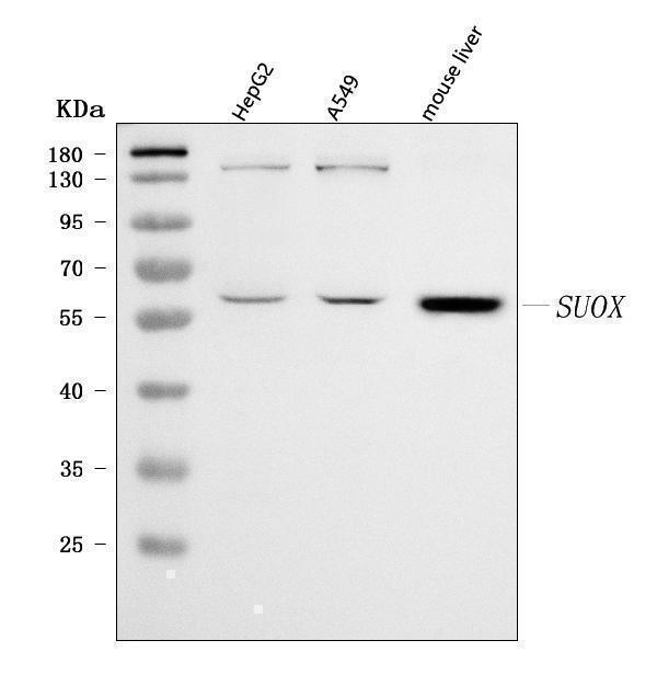  Western blot analysis of Sulfite oxidase/SUOX using anti-Sulfite oxidase/SUOX antibody (A05838)