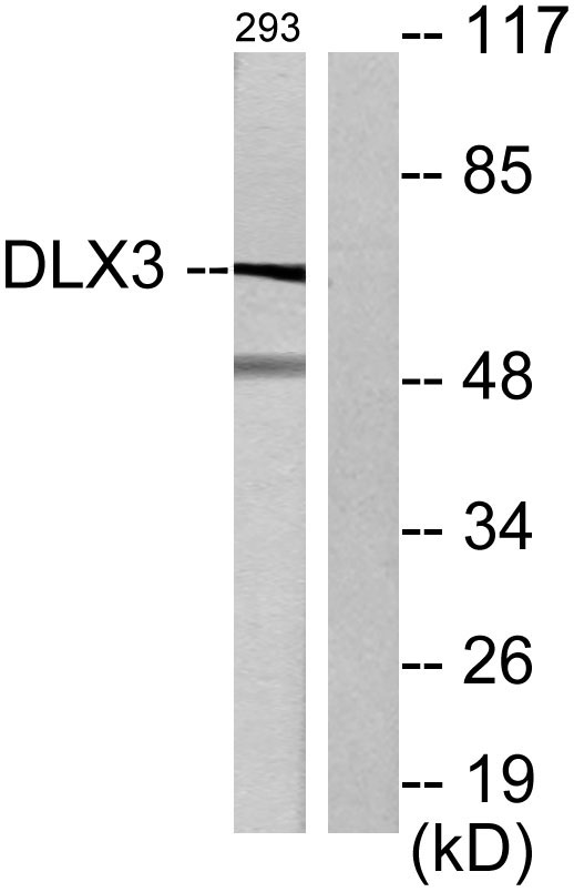 a05844 1 dlx3 primary antibodies wb testing 3