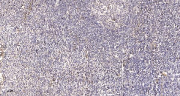 Immunohistochemical analysis of paraffin-embedded human tonsil