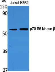 Western Blot analysis of various cells using p70 S6 kinase β Polyclonal Antibody