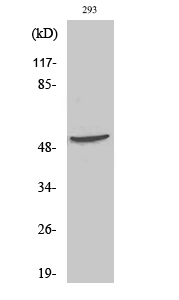 Western Blot analysis of 293 cells using p70 S6 kinase β Polyclonal Antibody