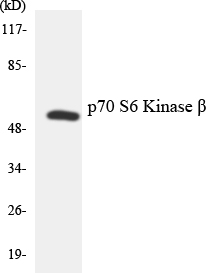 a05845 rps6kb2 primary antibodies wb testing 5