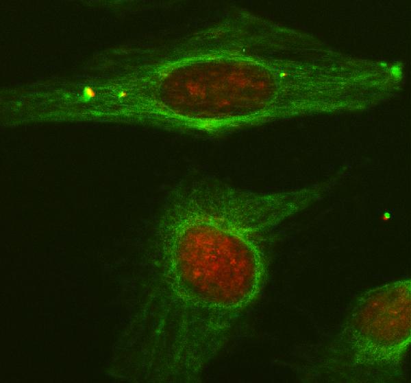 a05848 3 klf12 primary antibodies if testing 1