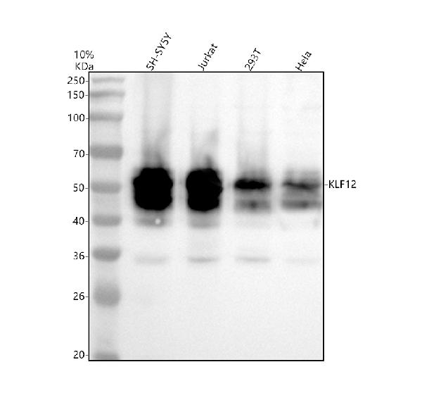 a05848 3 klf12 primary antibodies wb testing 1