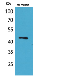 Western Blot analysis of rat muscle cells using KLF12 Polyclonal Antibody
